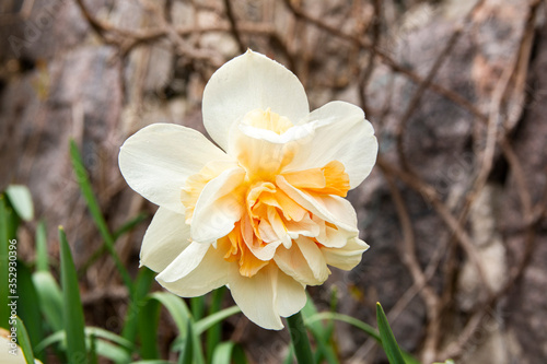 Pretty daffodil flower blooming in spring, Finland photo