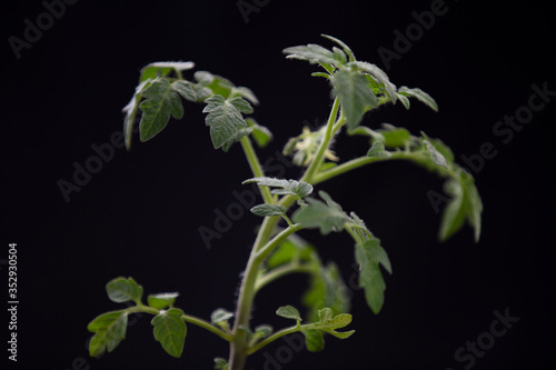 tomato seedling