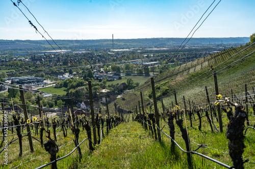 view over a saxon vineyard photo