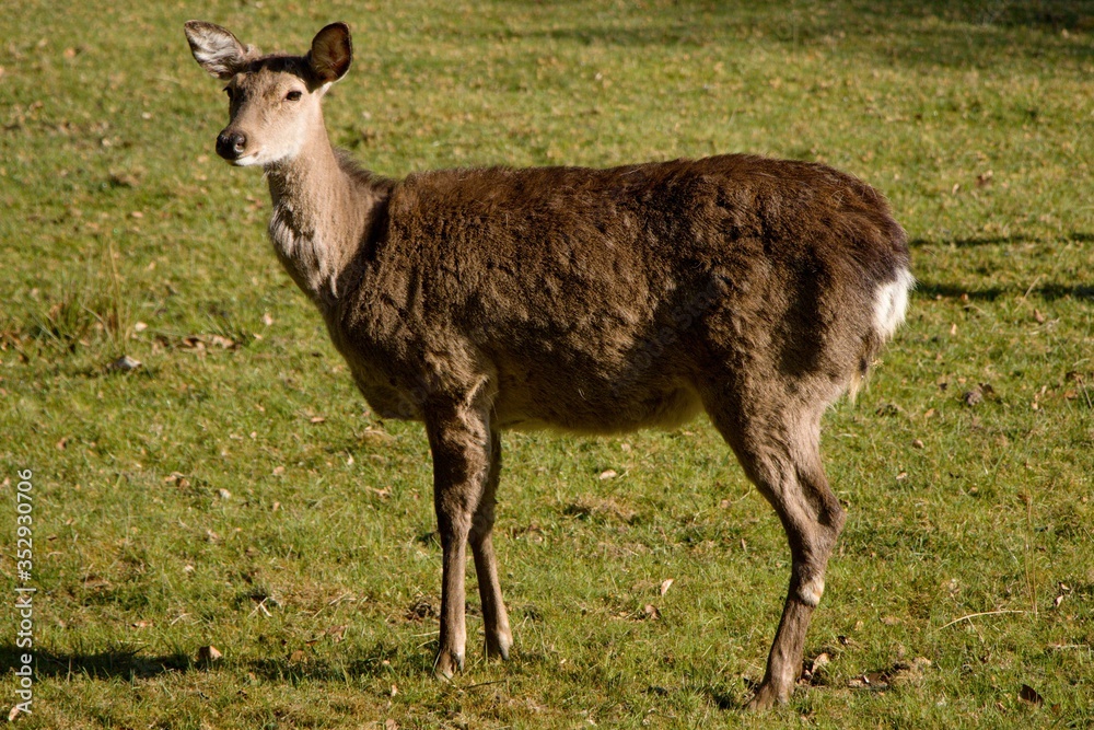 deer in the field