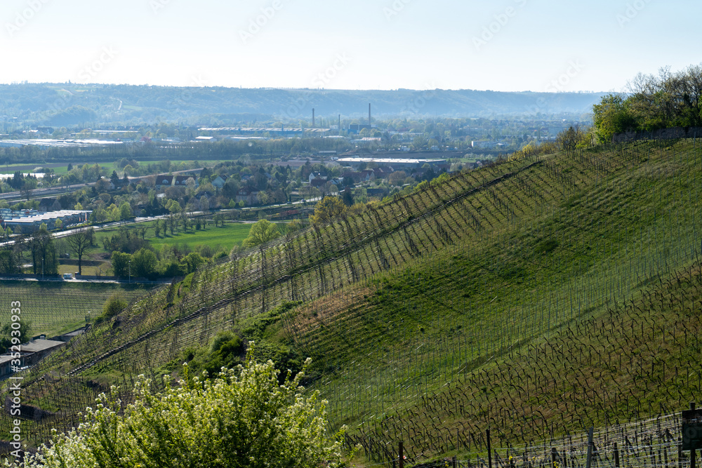view over a saxon vineyard