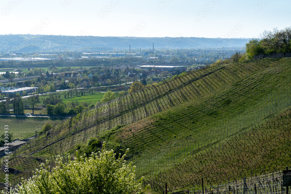 view over a saxon vineyard view over a saxon vineyard