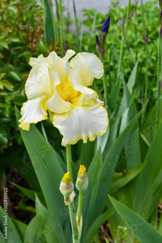 Beautiful yellow Iris in spring garden