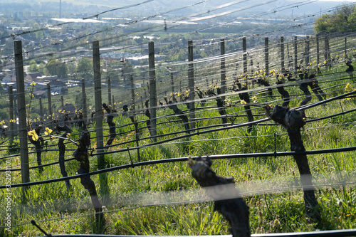 view over a saxon vineyard photo