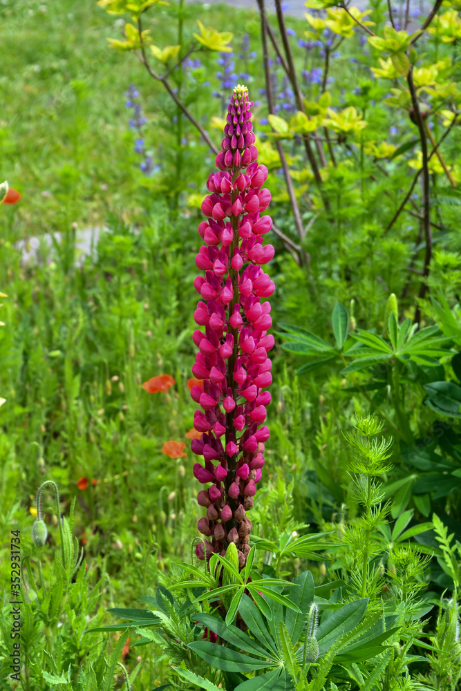 Magenta Chandelier flower- Lupinus