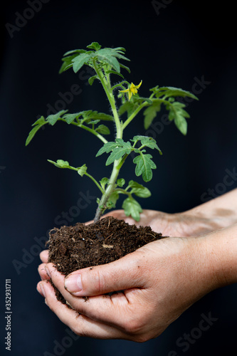 tomato seedling