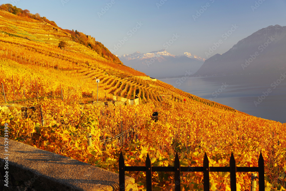 Autumn light over Lavaux vines, Canton Vaud, Switzerland, Europe