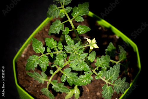 tomato seedling