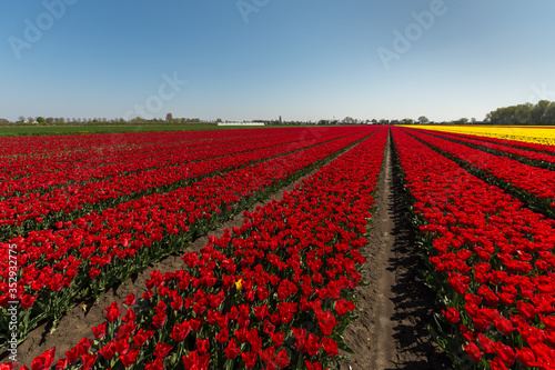Red tulips on a field in the Netherlands