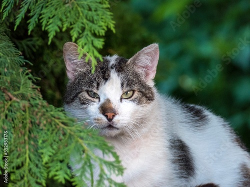 Wallpaper Mural cat Torontodigital.ca