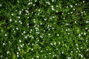 Green floral natural pattern. Natural background, fashionable organic texture