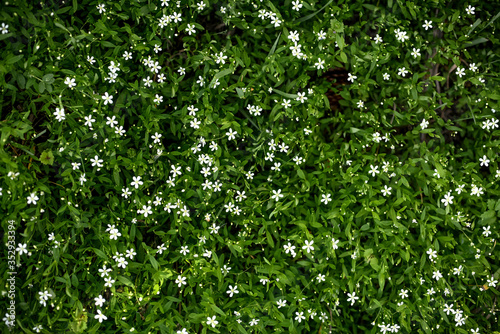 Fototapeta Naklejka Na Ścianę i Meble -  Green floral natural pattern. Natural background, fashionable organic texture