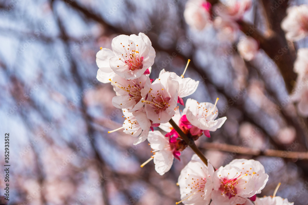 Spring garden. Flowering branch of the apricot tree close-up. Soft selective focus. Spring garden. Flowering branch of the apricot tree close-up. Soft selective focus.