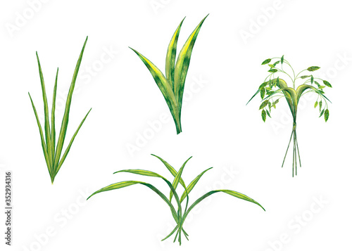 Clip art of realistic summer plant. Juicy fresh green grass and spikelets. Wildlife meadow elements. Watercolor hand painted isolated elements on white background.
