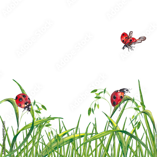 Beautiful card of realistic summer plant. Juicy fresh green grass with spikelets and ladybugs. Wildlife meadow illustration. Watercolor hand painted isolated elements on white background.