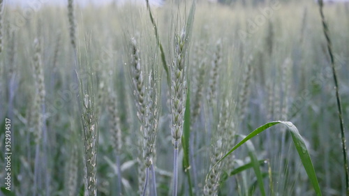close up wheat in japanese countryside