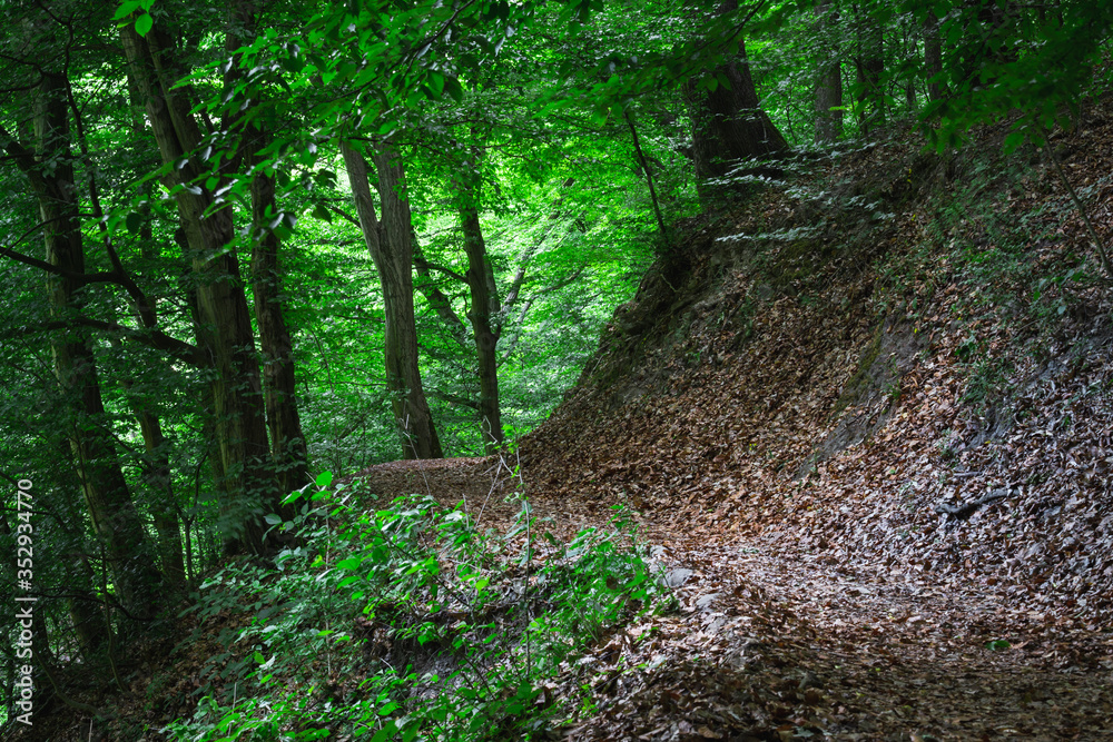 Mysterious hiking path full of roots in the middle of wooden forest, surrounded by green bushes and leaves and ferns found in Rám-Szakadék, Pilis, Hungary Mysterious hiking path full of roots in the middle of wooden forest, surrounded by green bushes and leaves and ferns found in Rám-Szakadék, Pilis, Hungary