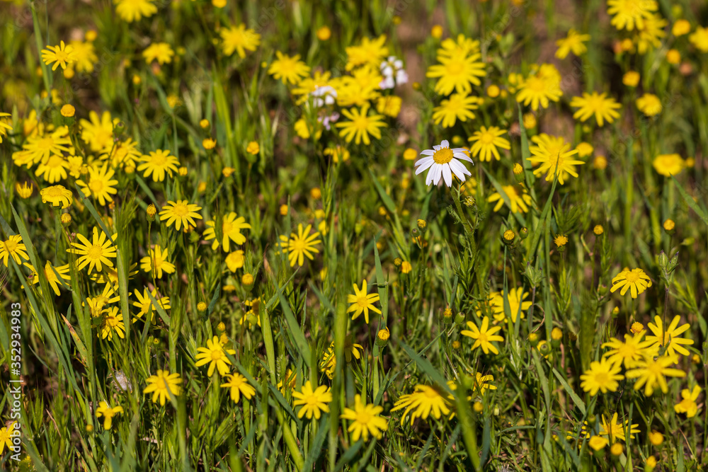 Lonely white chrysanthemum coronarium on a field