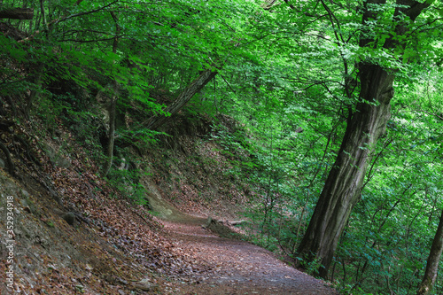 Mysterious hiking path full of roots in the middle of wooden forest, surrounded by green bushes and leaves and ferns found in Rám-Szakadék, Pilis, Hungary