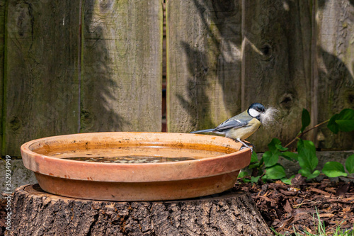 Great tit bird, Parus major, perched on the edge of a bird bath with a beak full of nest building cat fur © Anders93