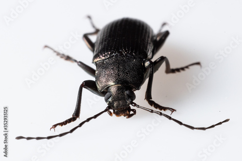 Darkling Beetle (Tenebrionidae sp.), Dunwoody, GA