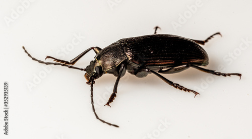 Darkling Beetle (Tenebrionidae sp.),  Dunwoody, GA