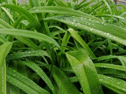 green grass with dew