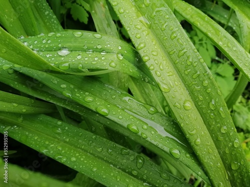 green grass with dew drops