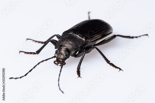 Darkling Beetle (Tenebrionidae sp.),  Dunwoody, GA © RICHARD