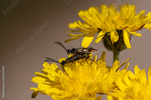 Black soldier fly, ermetia illucens, mating on a vibrant yellow dandelion flower photo