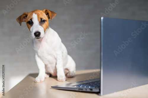 Jack Russell Terrier puppy is sitting in front of a laptop. A small smart dog is working on a laptop computer. © Михаил Решетников