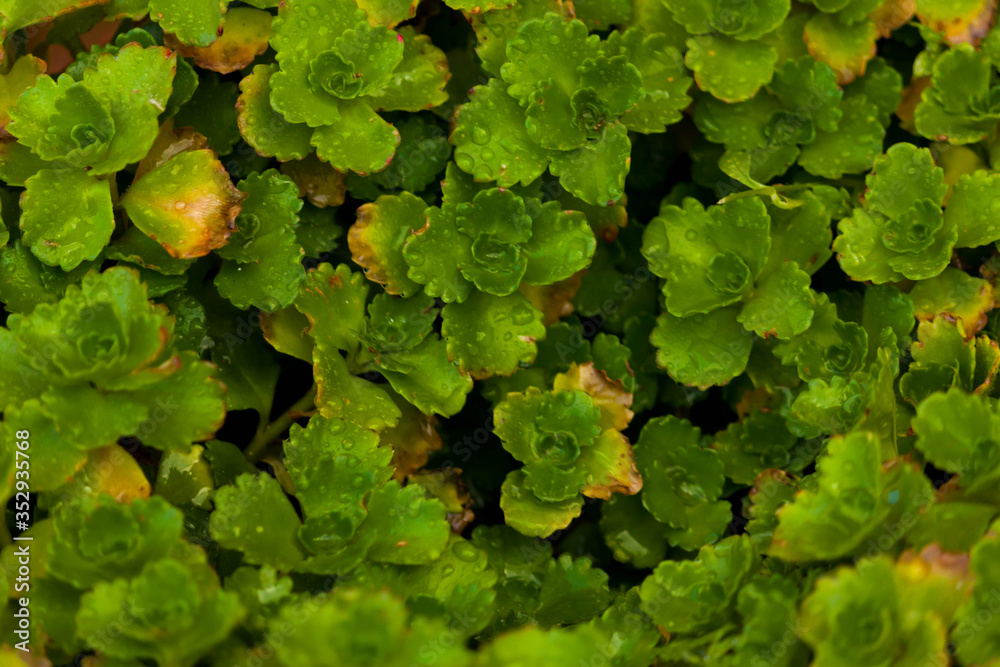 small-leafed background plant small-leafed background plant
