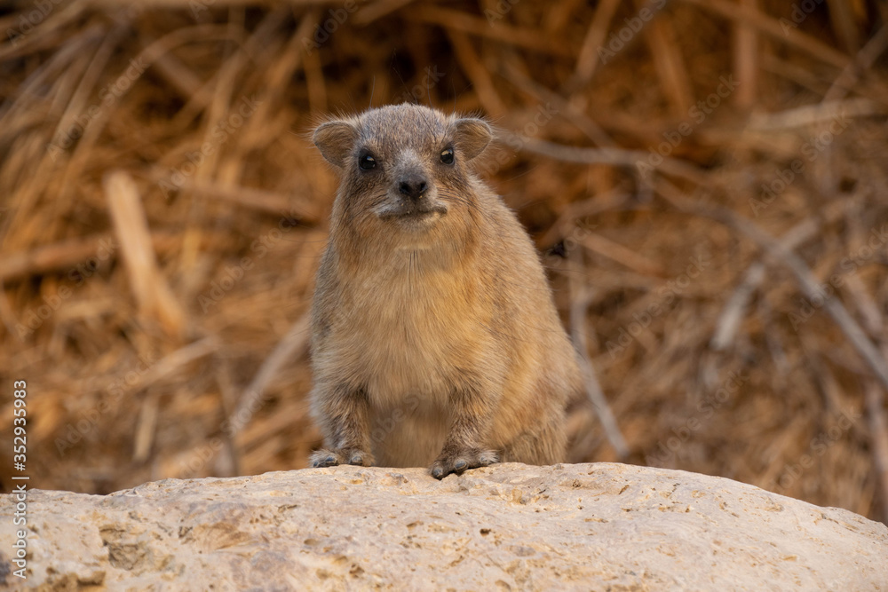 Naklejka premium One rock hyrax (Procavia capensis) in Eing Gedi in Israel