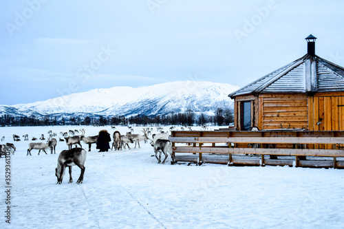 Traditional Sami camp with reindeer herd above the arctic circle