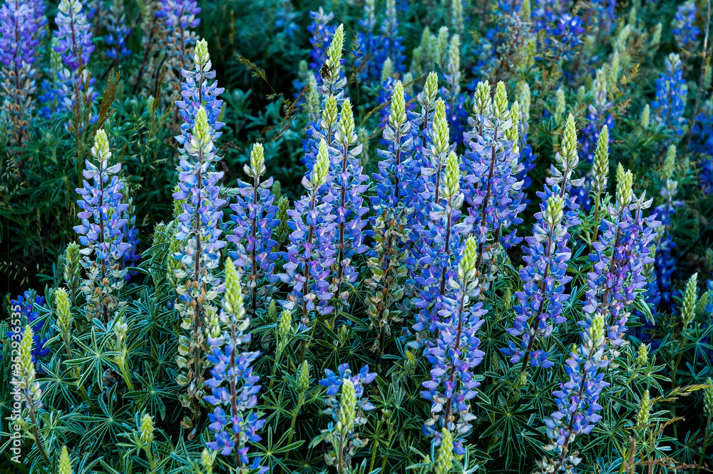 Summer Lupine (Lupinus formosus), Grand Teton NP, WY