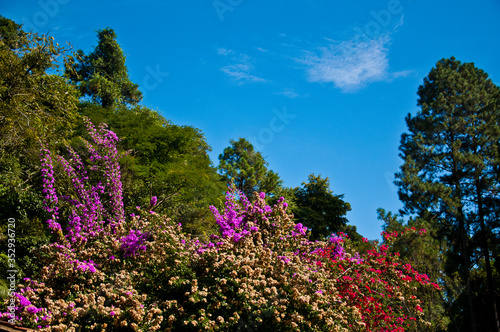 Flores e natureza, um pedaço da mata atlântica brasileira. Serra da Cantareira/ São Paulo photo