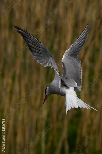 black headed gull © Didzis