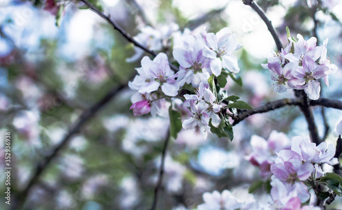 beautiful springtime flowers of a apple tree blooming on sunny © Елена Дигилевич