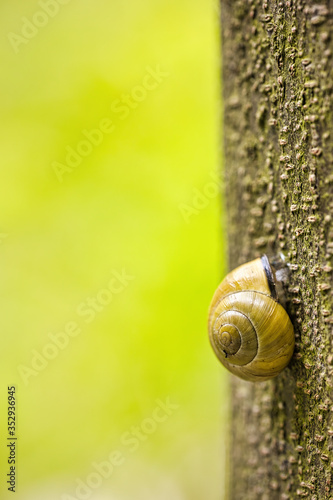 Eine Schnecke kriecht enen Baumstamm hoch photo