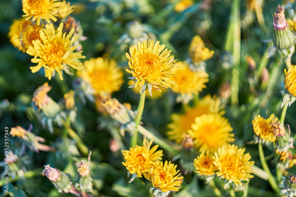 Beautiful spring dandelion flowers. Green field with yellow dandelions. Closeup of yellow spring flowers on the ground Beautiful spring dandelion flowers. Green field with yellow dandelions. Closeup of yellow spring flowers on the ground