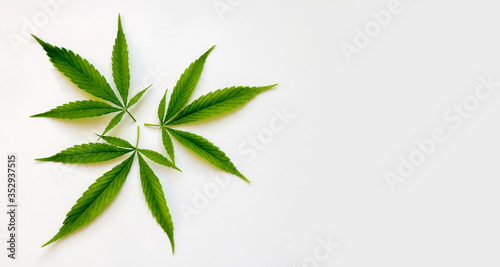 green fresh marijuana leaves
