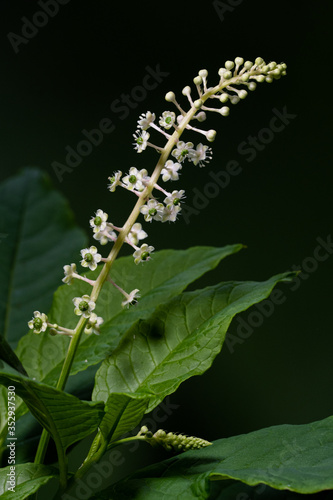 American Pokeweed (Phytolacca americana) Flowers, Dunwoody, GA