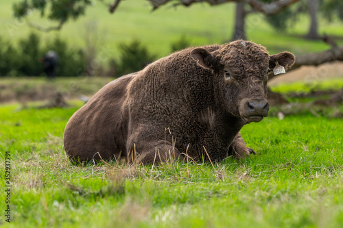 murray grey and Angus cattle grazing on pasture.. photo