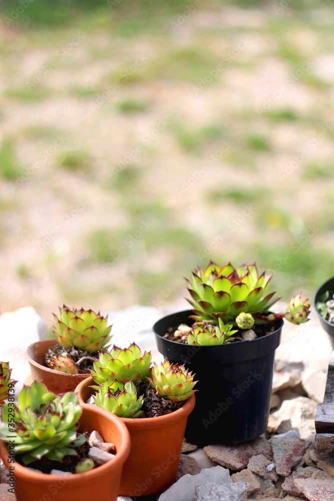 Common houseleek (Sempervivum tectorum) plants growing in the terracotta planters. Selective focus.