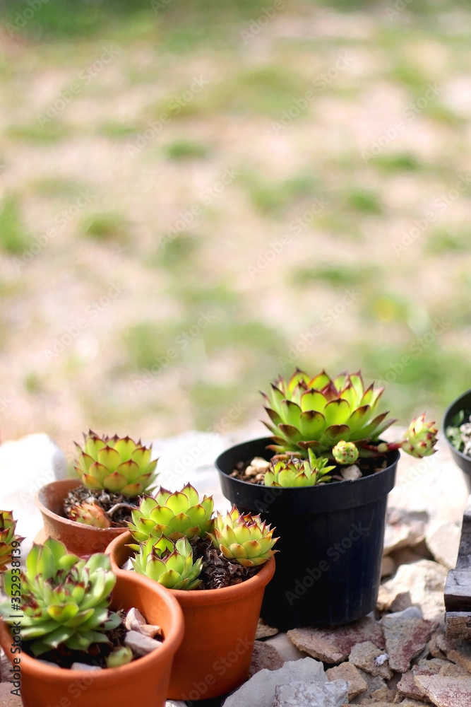 Common houseleek (Sempervivum tectorum) plants growing in the terracotta planters. Selective focus. Common houseleek (Sempervivum tectorum) plants growing in the terracotta planters. Selective focus.