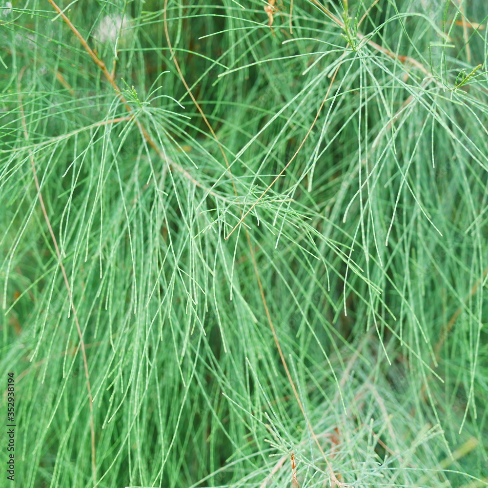 Close-up of pine trees. Close-up of pine trees.