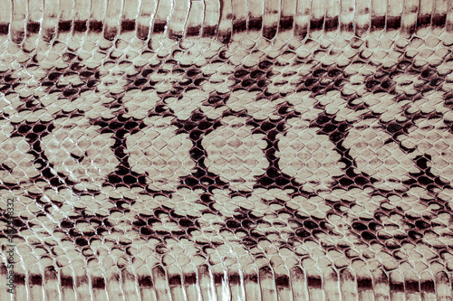 snake skin texture. Fashion for tropical reptiles. Genuine Python skin. Frame, contrast, ayers snake