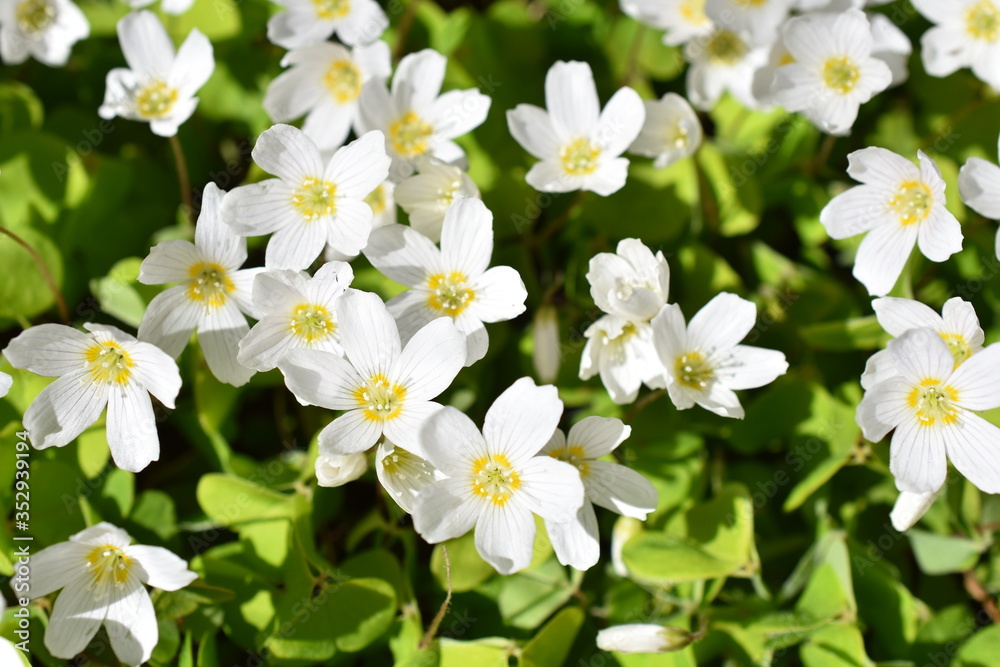 The common wood sorrel Oxalis acetosella flowering in spring The common wood sorrel Oxalis acetosella flowering in spring