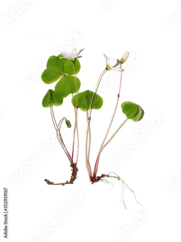 The common wood sorrel Oxalis acetosella flowering plant isolated on white background photo