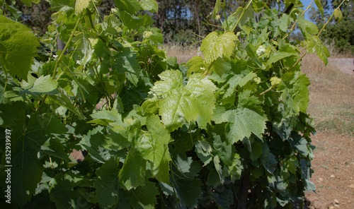 the vine plants of the vineyards of carignano in the south of sardinia photo